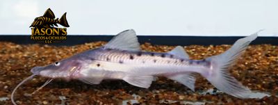 Piraiba Catfish - (Brachyplatystoma filamentosum)