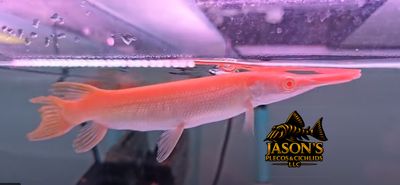 Albino Golden Alligator Gar - (Atractosteus Spatula)