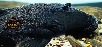L350 Coal Pleco (Peckoltia pankimpuju)