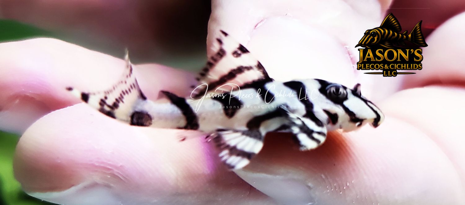 L236 Super White - (Hypancistrus seideli)