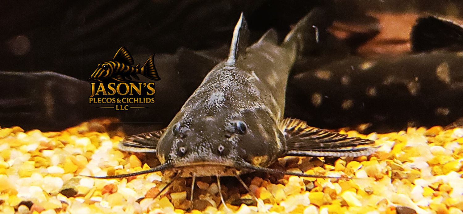 Snoring Catfish - (Wertheimeria maculata)