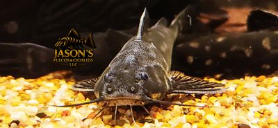 Snoring Catfish - (Wertheimeria maculata)