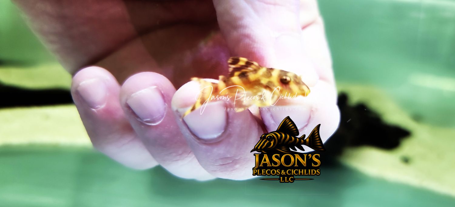 L333 Gold King Tiger - (Hypancistrus Seideli)