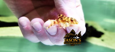 L333 Gold King Tiger - (Hypancistrus Seideli)