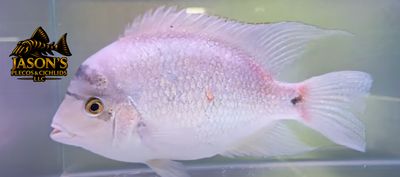 Silver Cichlid - (Vieja argentea)