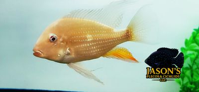 Albino Threadfin Acara - (Acarichthys Heckelii)