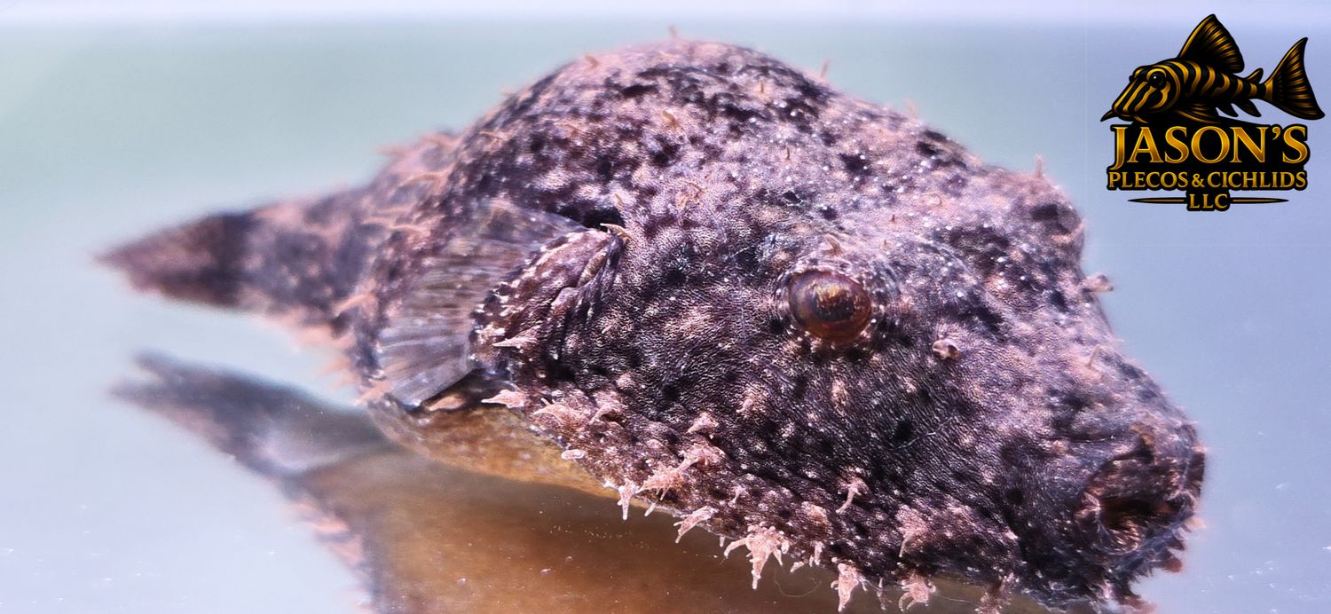 Hairy Puffer - (Tetraodon baileyi)