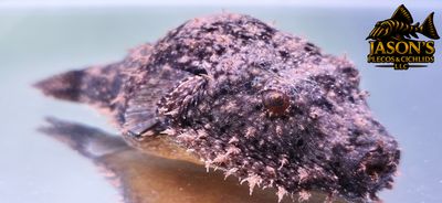 Hairy Puffer - (Tetraodon baileyi)