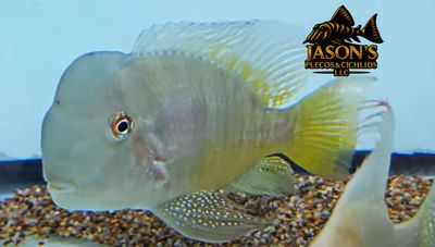 Gymnogeophagus balzanii - (Paraguay Eartheater)
