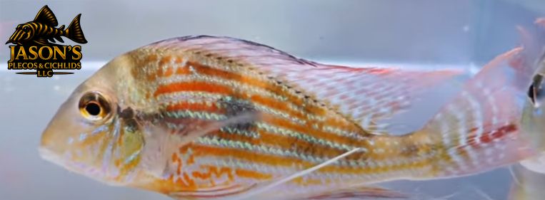 Sveni Eartheater - (Geophagus sveni)