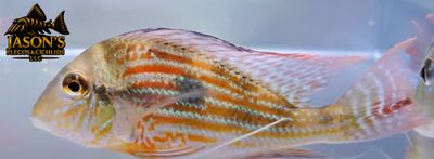 Sveni Eartheater - (Geophagus sveni)