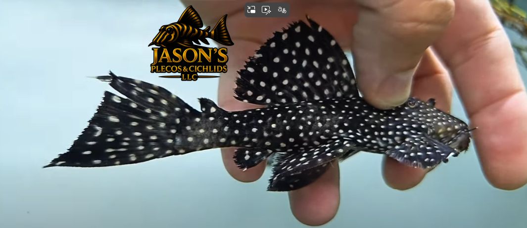 L240 Black Saum Vampire Pleco - (Leporacanthicus cf. galaxias)