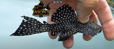 L240 Black Saum Vampire Pleco - (Leporacanthicus cf. galaxias)