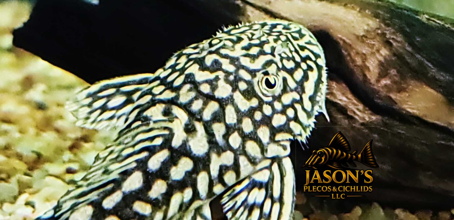 Slate Pleco - (Pseudancistrus genisetiger)