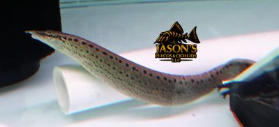 Black Spotted Eel - (Mastacembelus dayi)