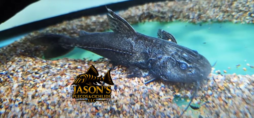 Granulated Catfish - (Pterodoras granulosus)