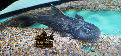 Granulated Catfish - (Pterodoras granulosus)