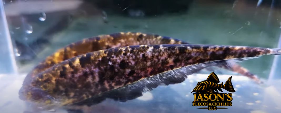Clouded Ghost Knifefish - (Adontosternarchus nebulosus)