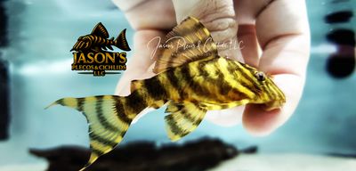 L398 Tanke Tiger Pleco - (Panaqolus tankei)