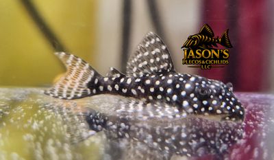 L181 Peppermint Pleco - (Ancistrus sp.)