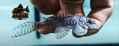 L333 King Tiger Pleco/Maze Zebra Pleco - (Hypancistrus Seideli)
