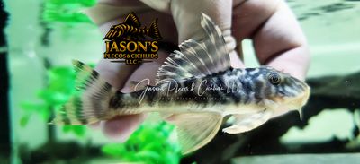 L377 Prince Tiger Pleco - (Peckoltia sp.)