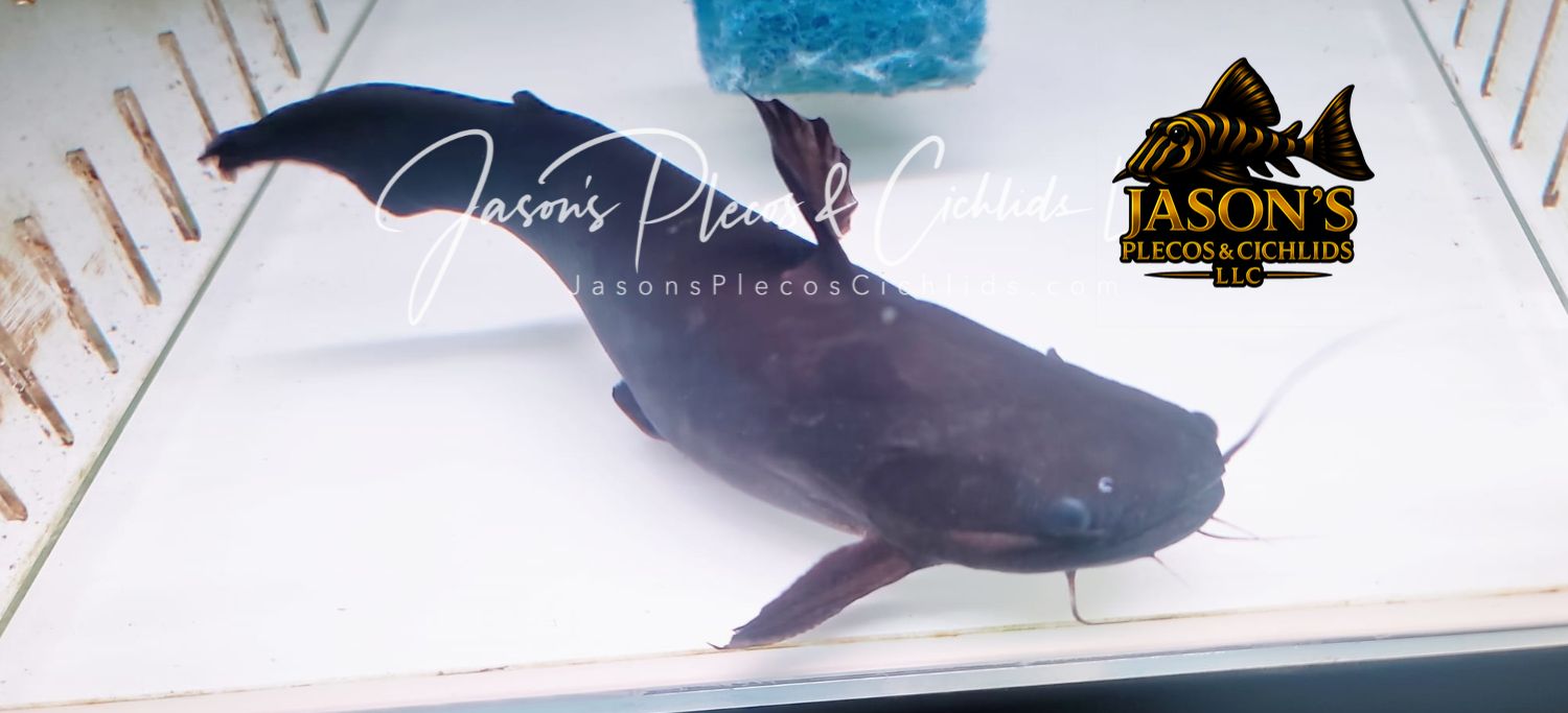 Iron Head Driftwood Catfish - (Trachycorystes trachycorystes)