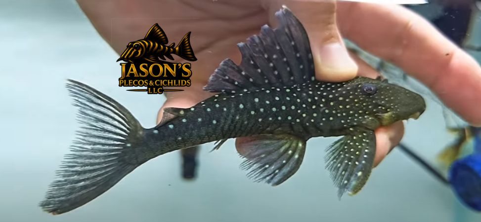 L128 Blue Phantom Pleco - (Hemiancistrus sp.)