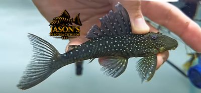 L128 Blue Phantom Pleco - (Hemiancistrus sp.)