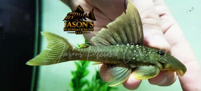 L200 Hi Fin Green Phantom Pleco - (Baryancistrus demantoides)