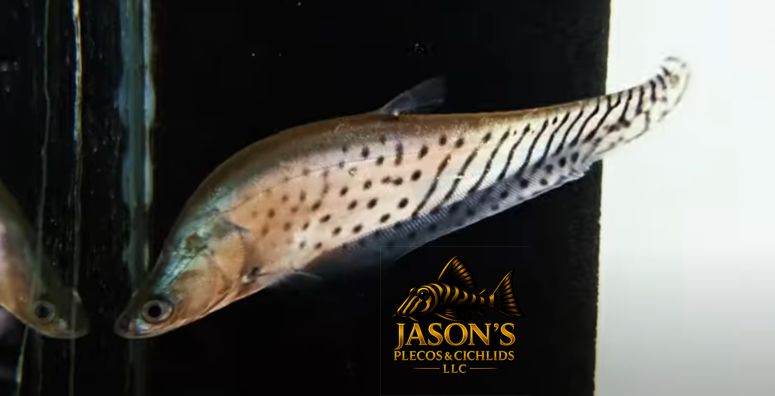Royal Clown Knifefish - (Chitala blanci)