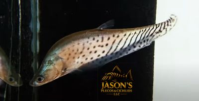 Royal Clown Knifefish - (Chitala blanci)