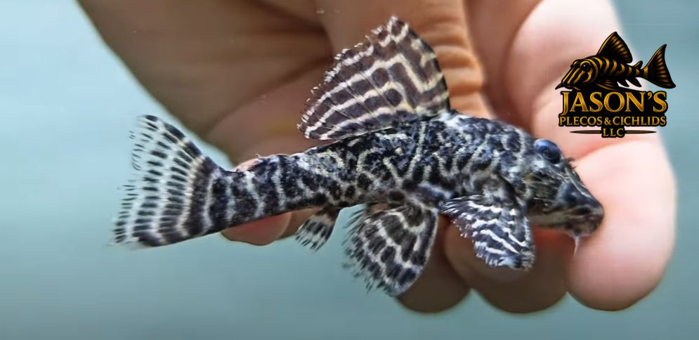 L340 Mega Clown Pleco - (Hypancistrus sp.)