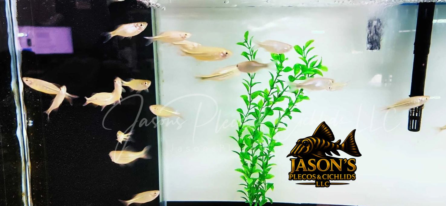 Giant Danio - (Devario aequipinnatus)