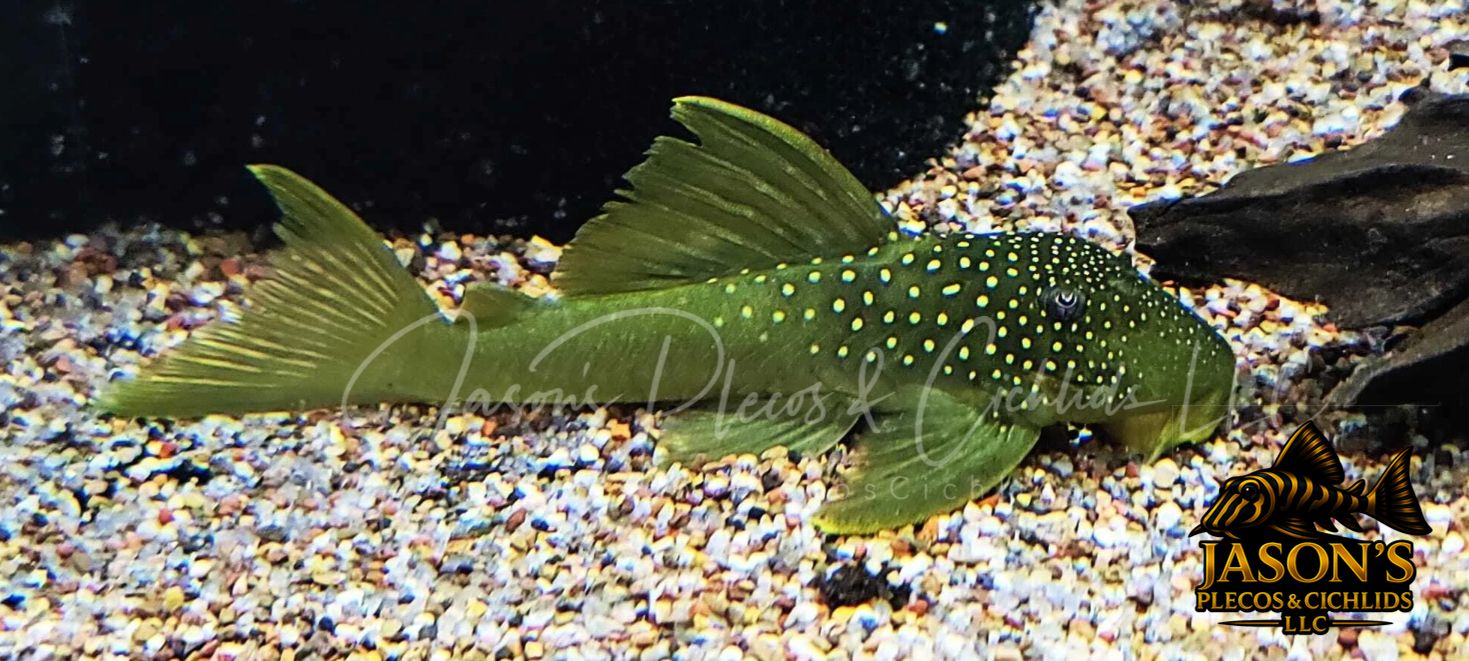 L200 Green Phantom Pleco - (Hemiancistrus subviridis)