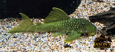 L200 Green Phantom Pleco - (Hemiancistrus subviridis)