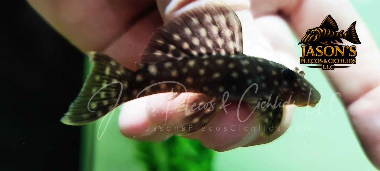 L020 Acari Bola Branca - (Spectracanthicus zuanoni)