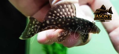 L020 Acari Bola Branca - (Spectracanthicus zuanoni)