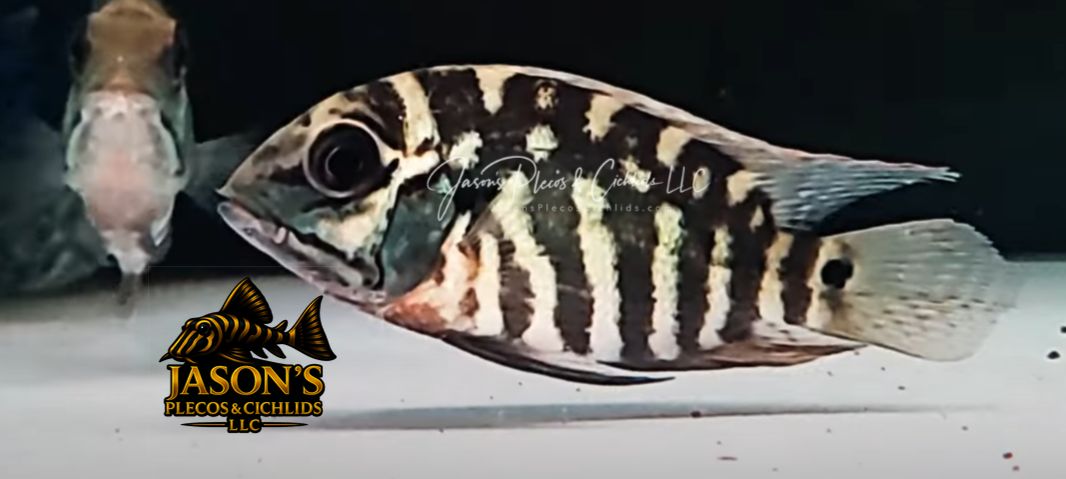 True Parrot Cichlid - (Hoplarchus psittacus)