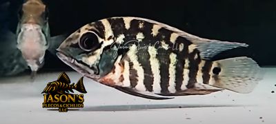 True Parrot Cichlid - (Hoplarchus psittacus)