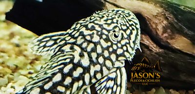Slate Pleco - (Pseudancistrus genisetiger)