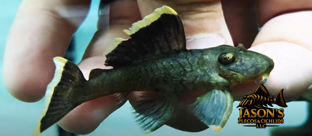 L047 Magnum Pleco - (Baryancistrus chrysolomus)