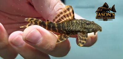 L104 Clown Pleco - (Panaqolus maccus)
