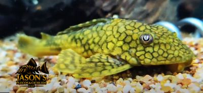 L037 Honeycomb Pleco - (Hypostomus faveolus)