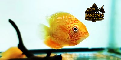 Red Spot Gold Severum - (Heros cf. efasciatus)