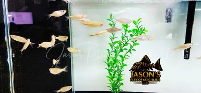 Giant Danio - (Devario aequipinnatus)
