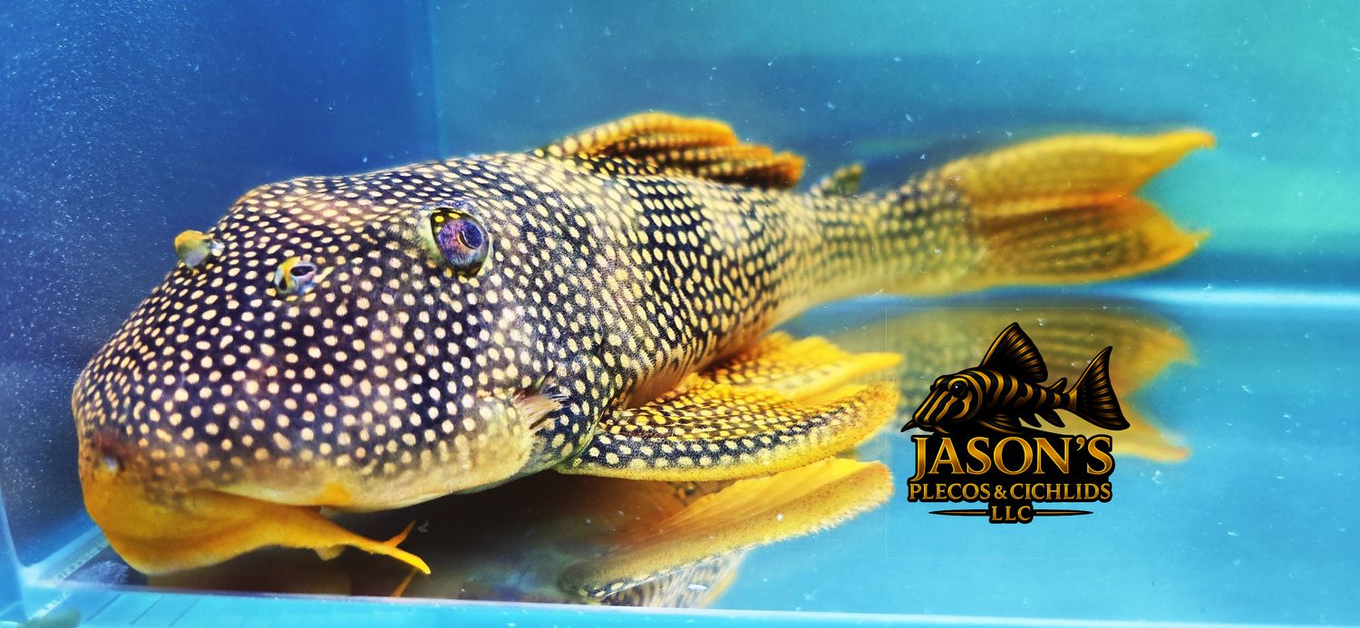 L014 Sunshine Pleco/Goldie Pleco - (Scobinancistrus aureatus)