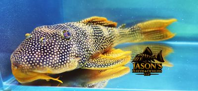 L014 Sunshine Pleco/Goldie Pleco - (Scobinancistrus aureatus)