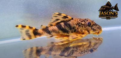 LDA078 Purus Tiger Pleco - (Peckoltia brevis)