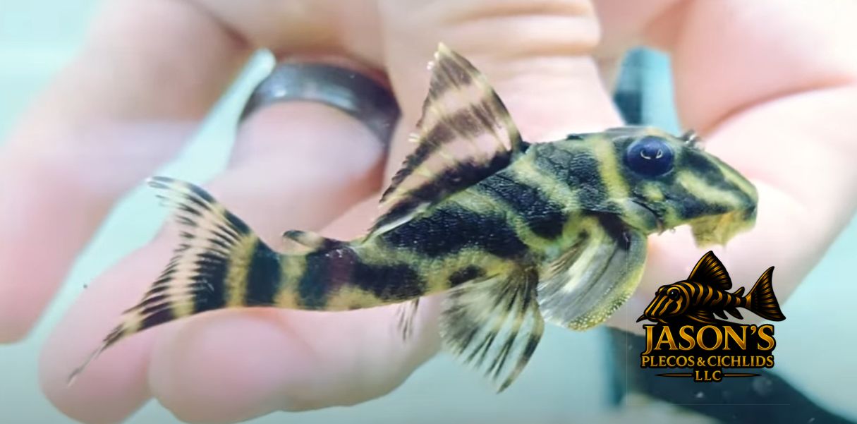 L199 Yellowhead Zebra Pleco - (Hypancistrus furunculus)